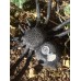 Scary monster Spider Geocache 